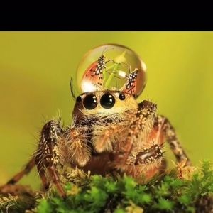 Meet your Posher, Mia